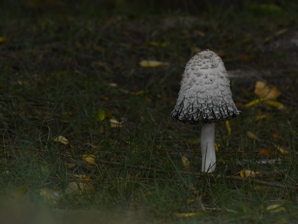 shaggyinkcap1