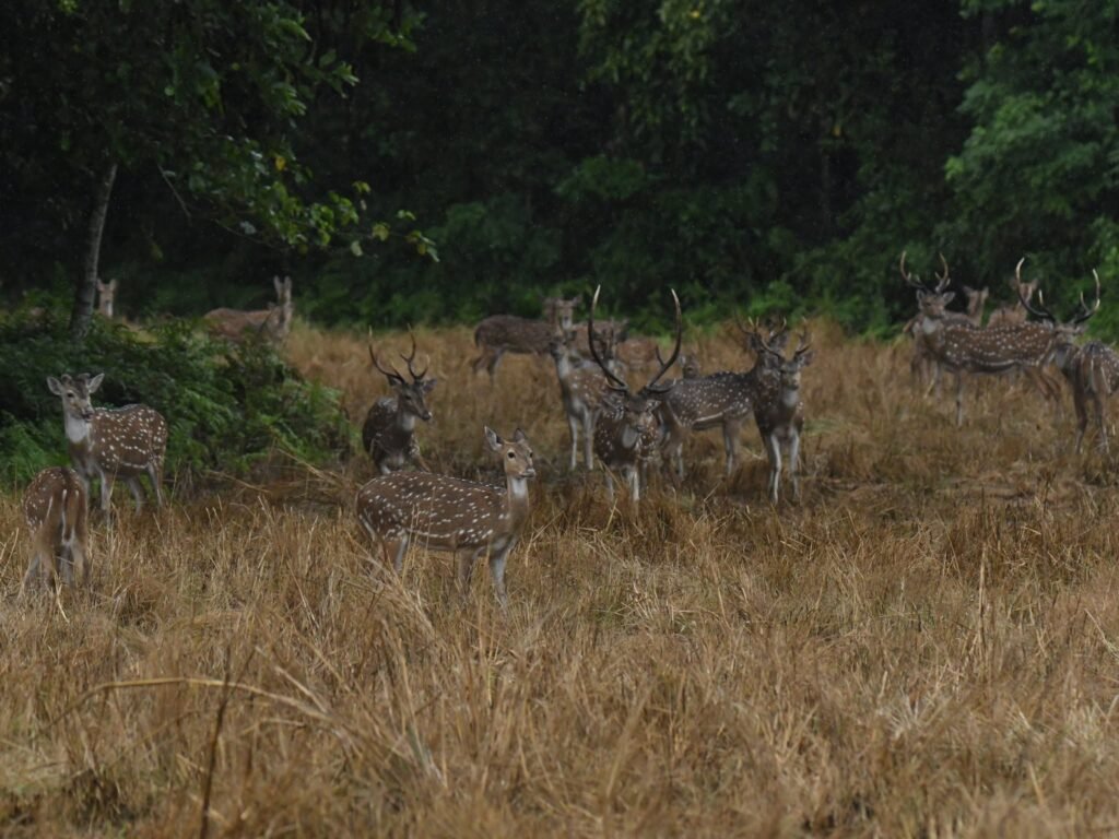 spotteddeer