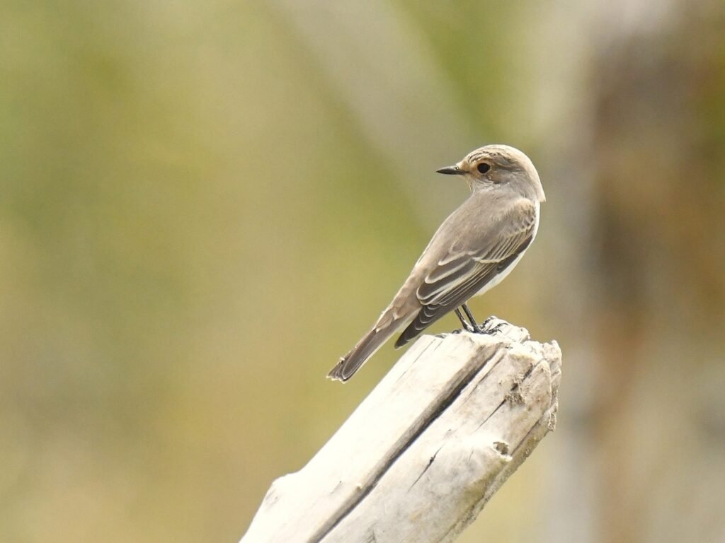 spottedflycatcher1