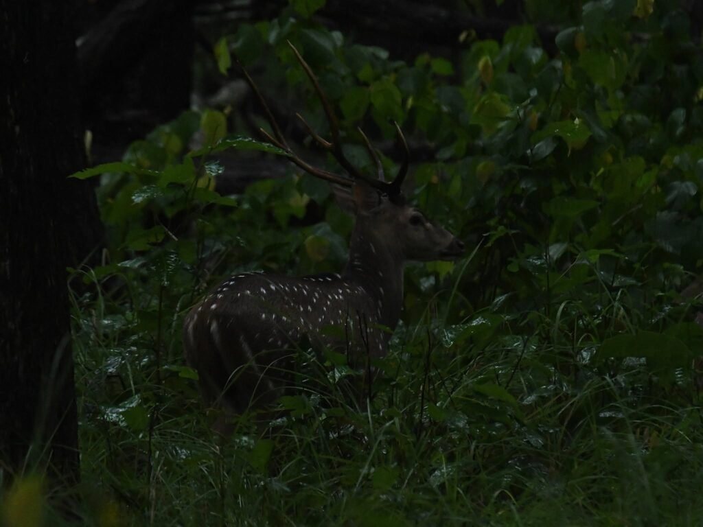 spottedstag