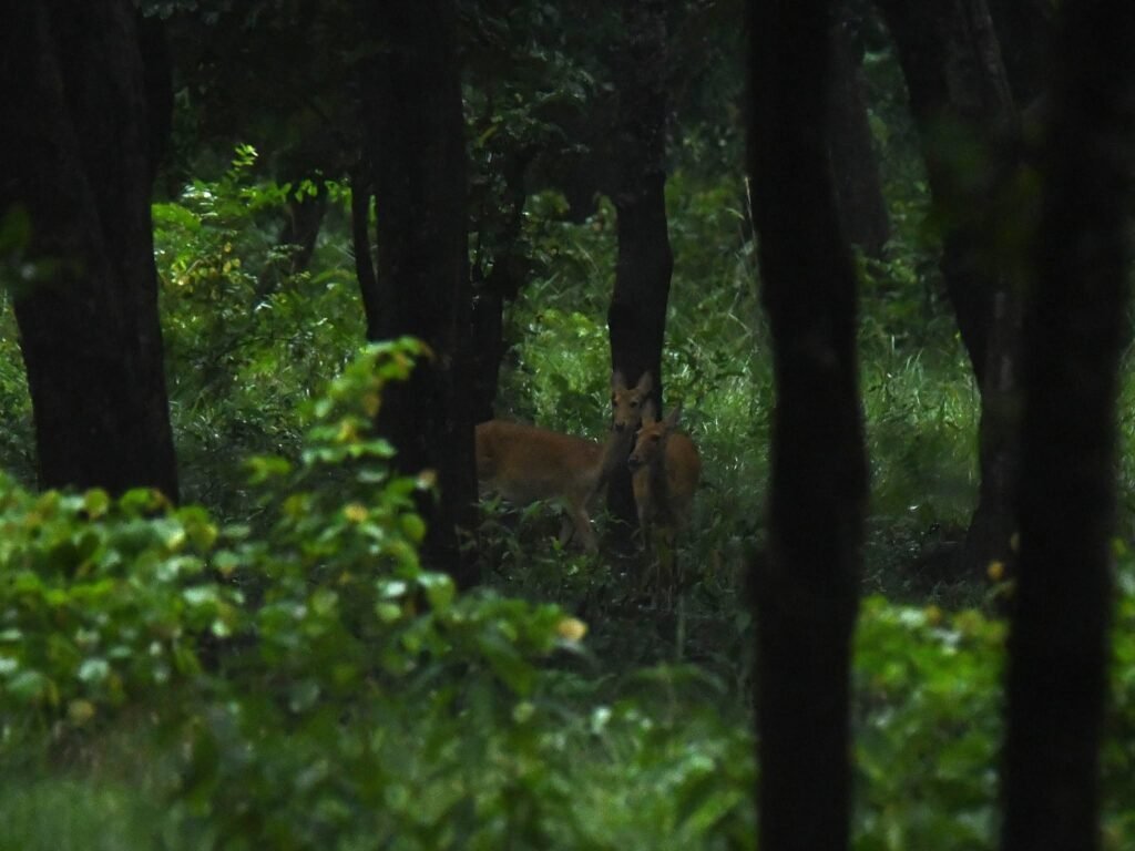 swampdeer