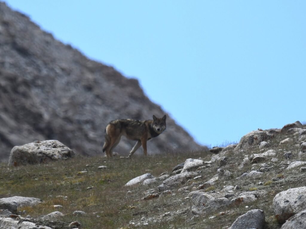 tibetanwolf1