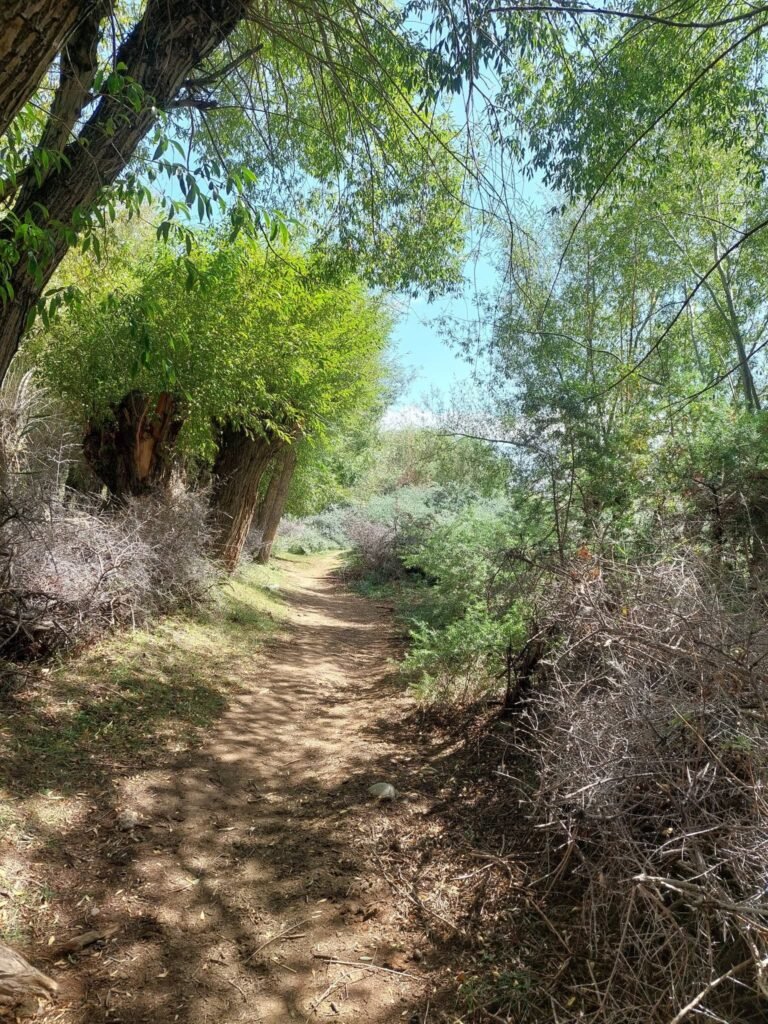 walk1