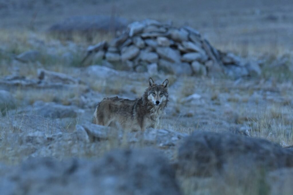wolfface