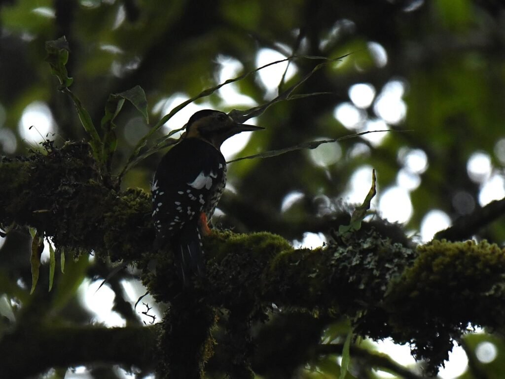 woodpecker