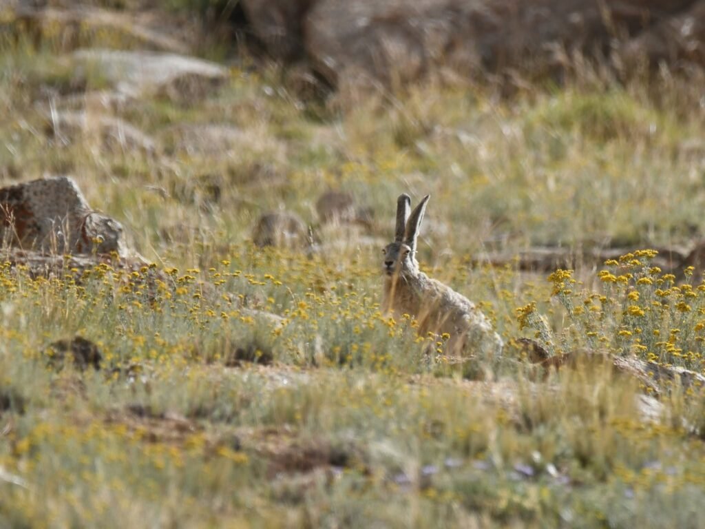 woollyhare1
