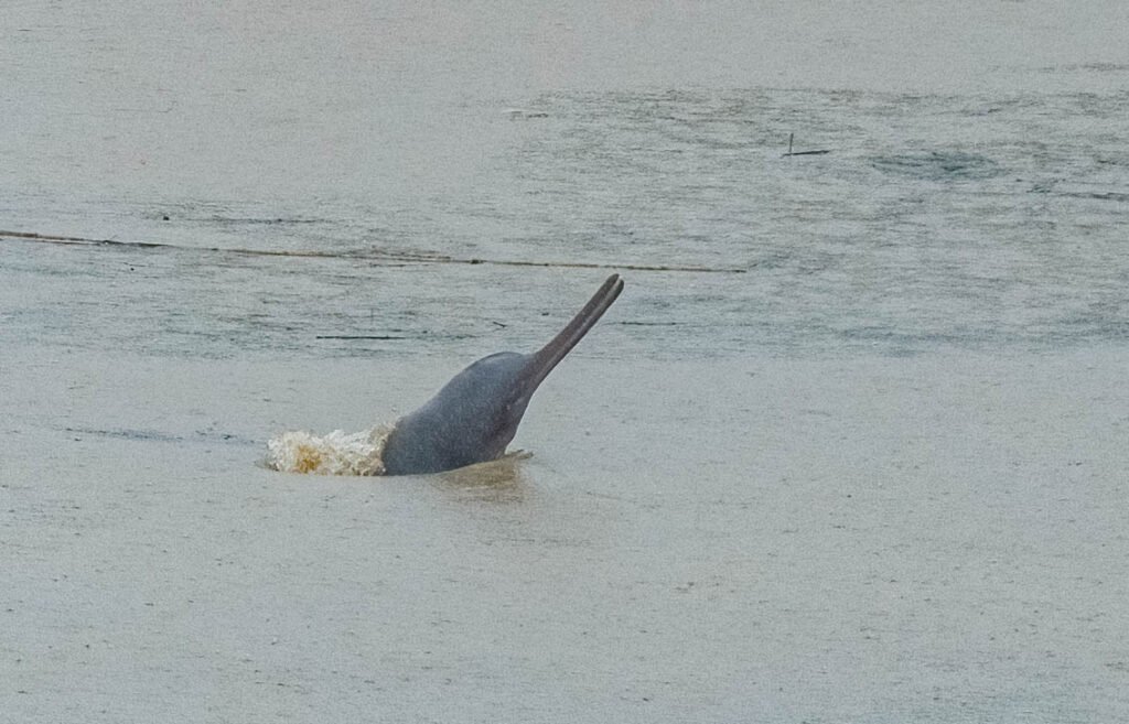 dolphin (1 of 3)