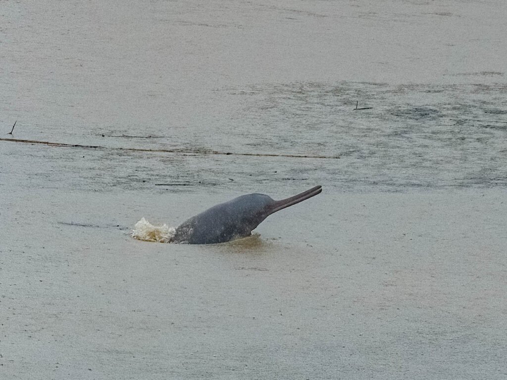 dolphin (2 of 3)