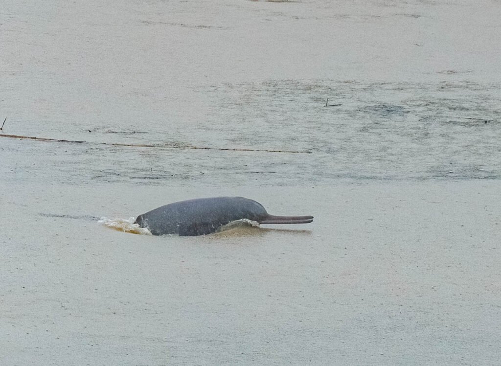dolphin (3 of 3)