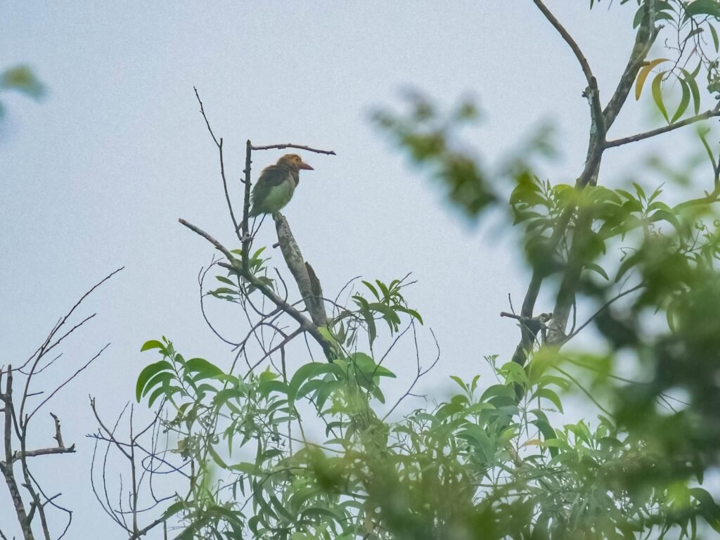 barbet2