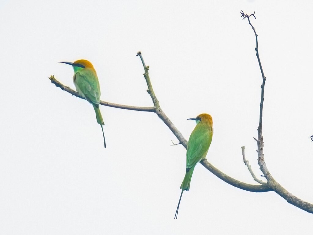 beeeaters