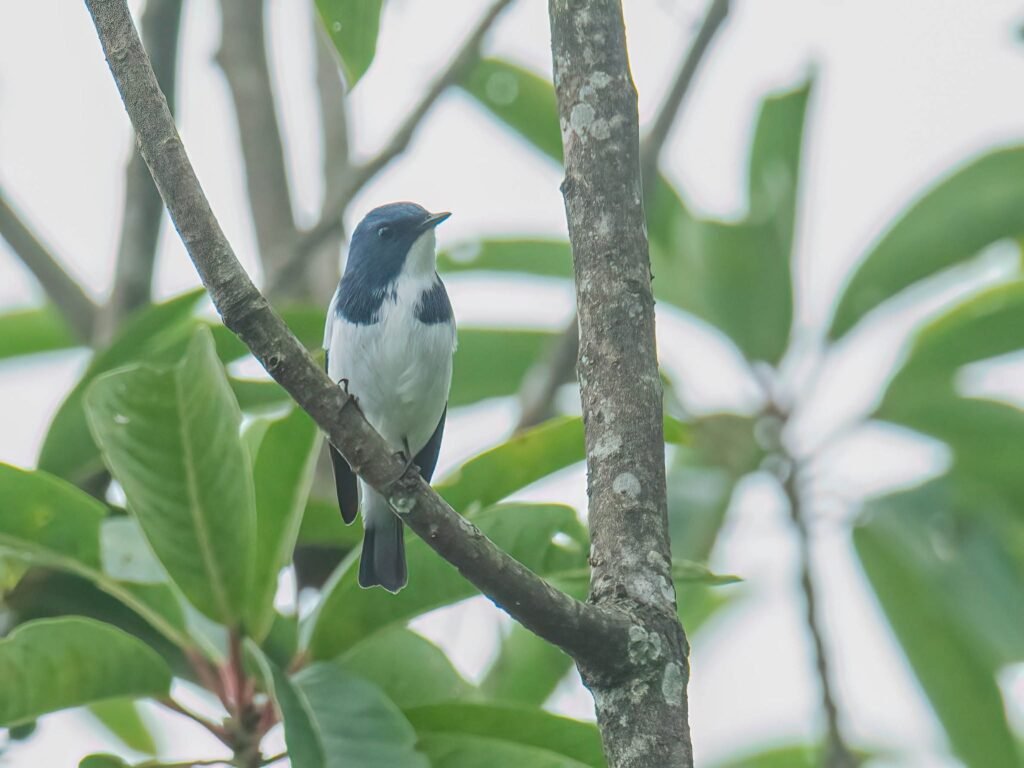 blackandwhitebird