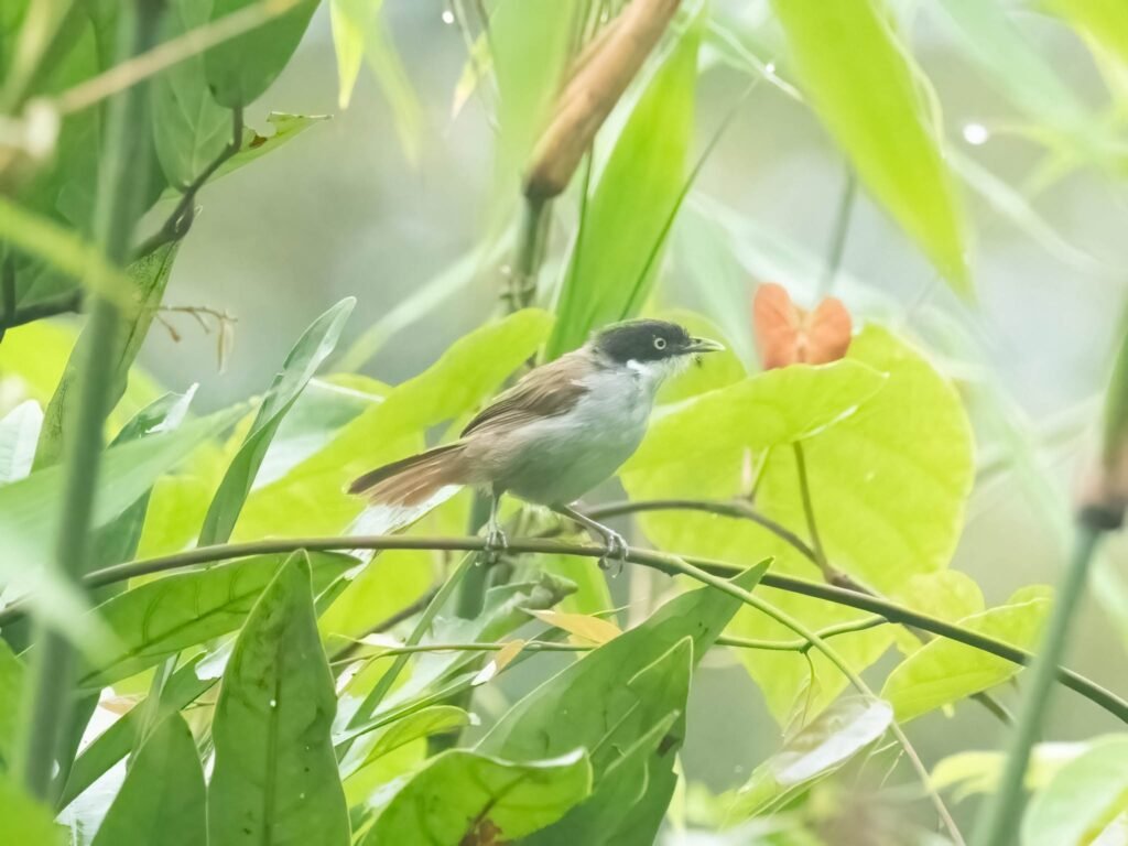 blackcappedbird