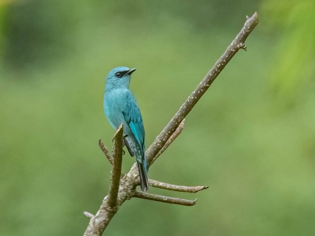 bluebird