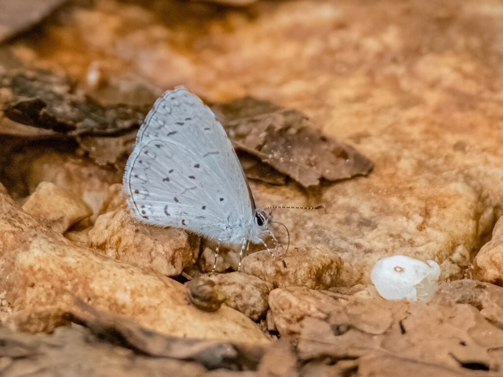 bluebutterfly