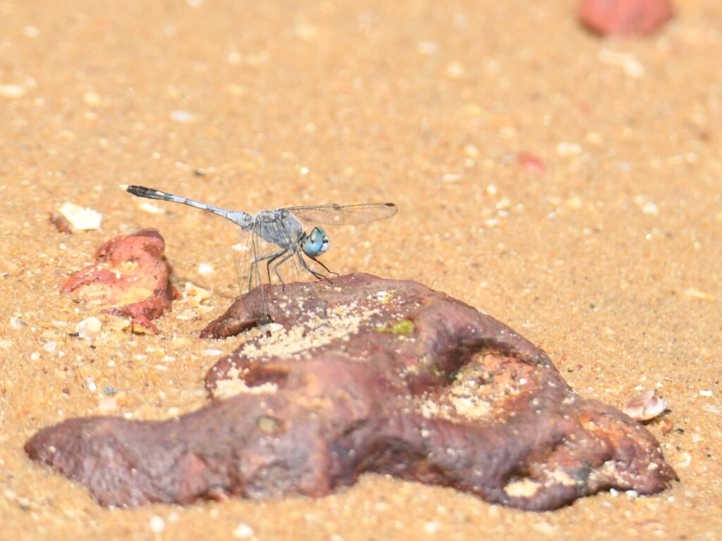 bluedragonfly