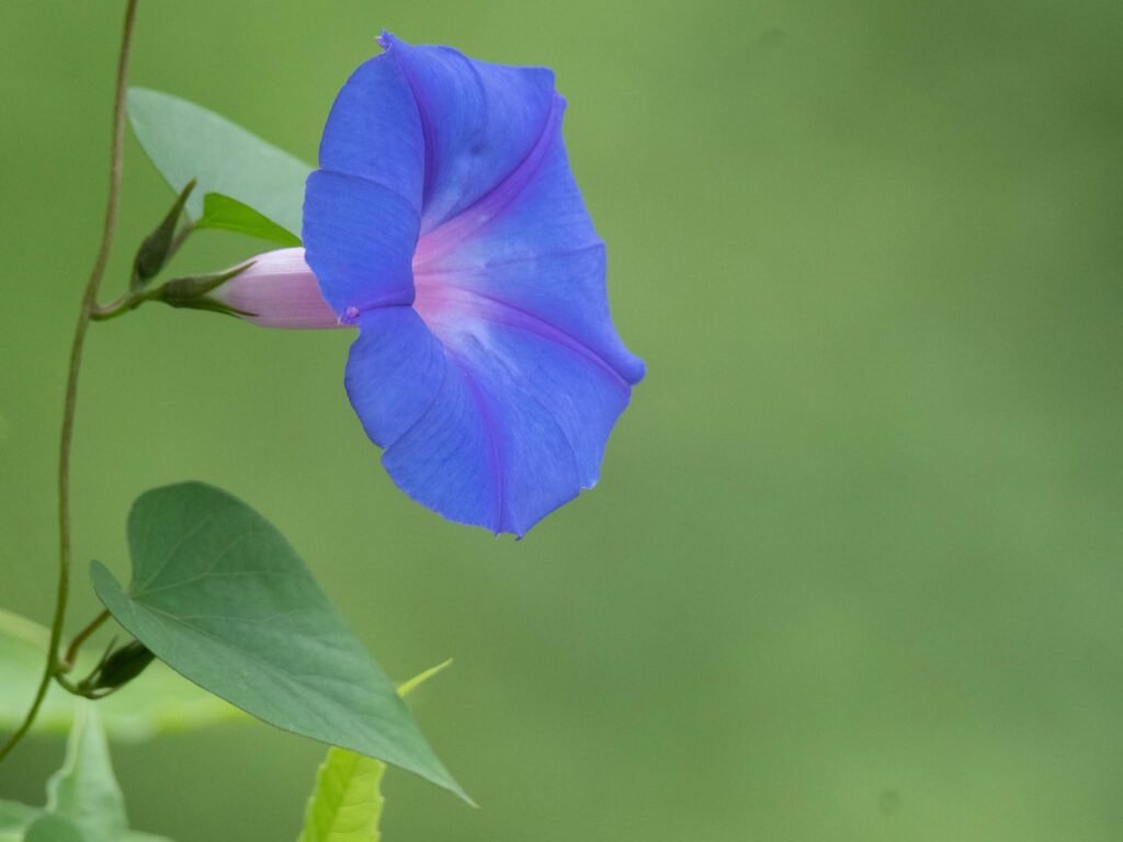 blueflower