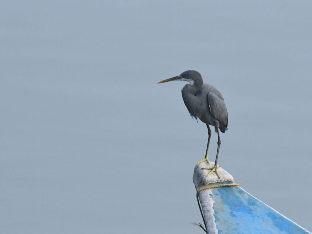 blueheron