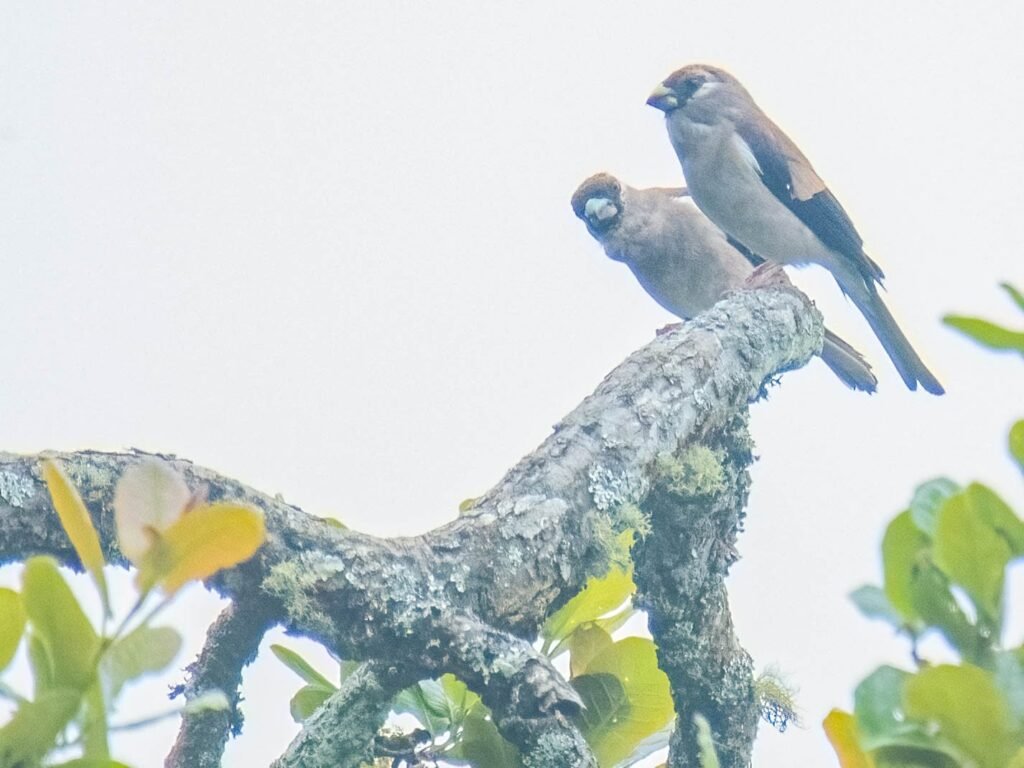 bullfinches