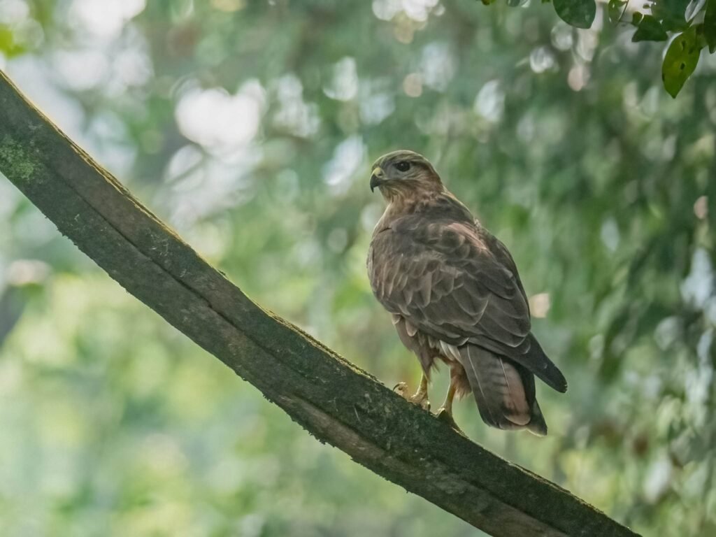 buzzard