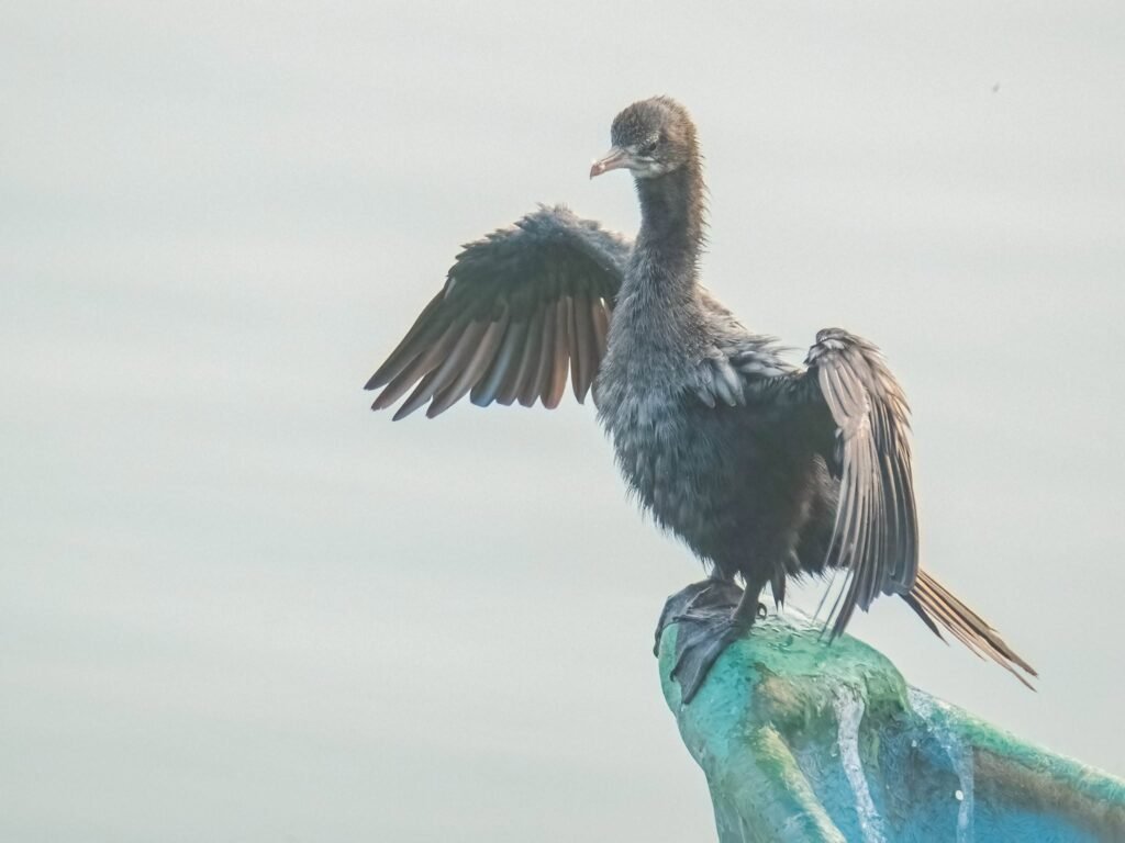 cormorant