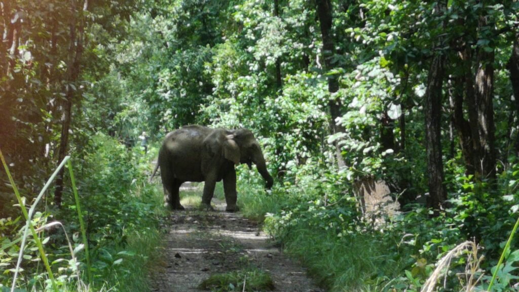 elephant