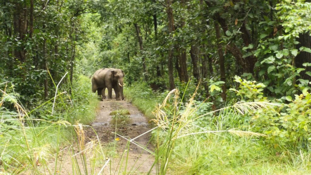 elephant1