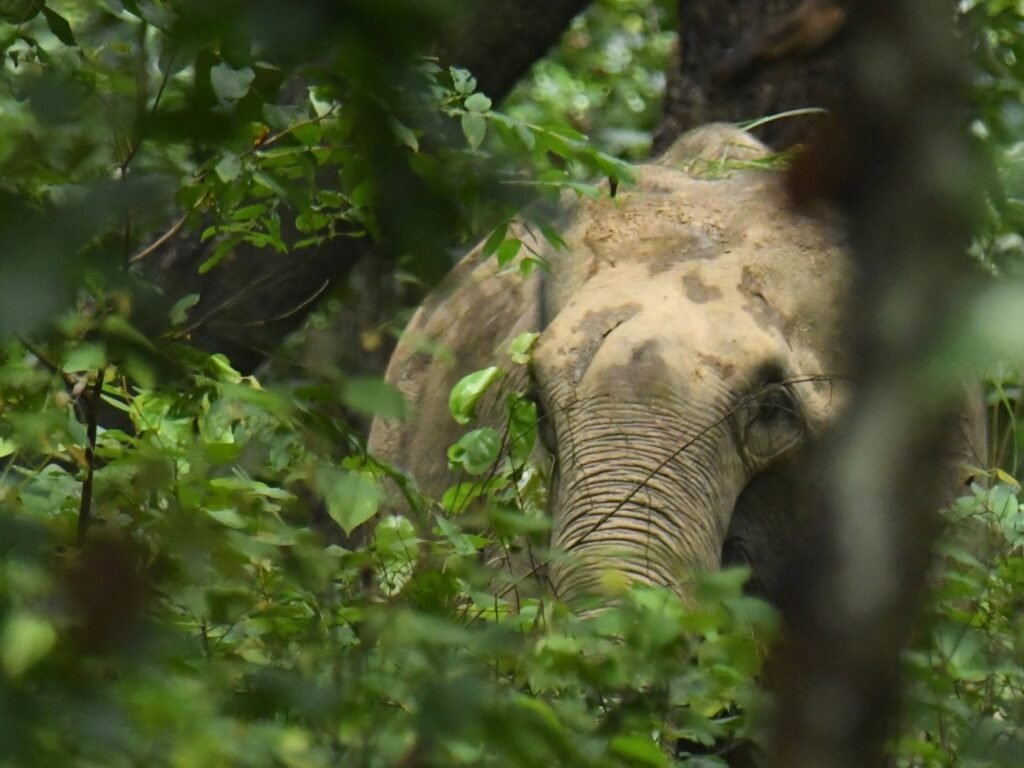 elephant2