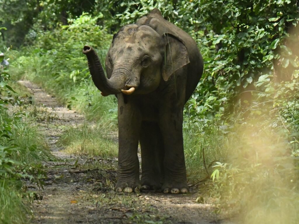 elephant3