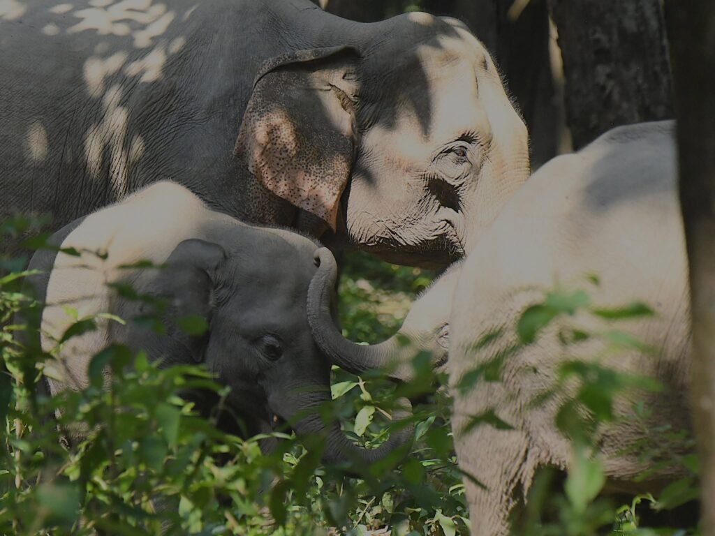 elephantbabies