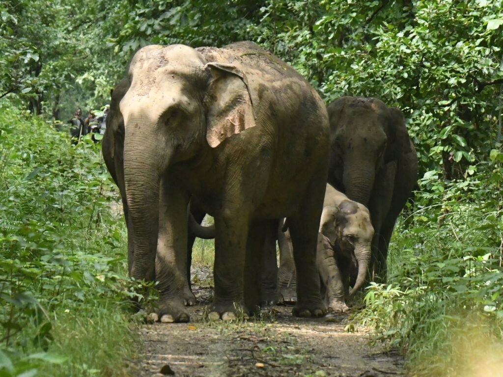 elephantbaby