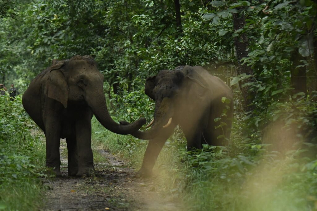 elephants