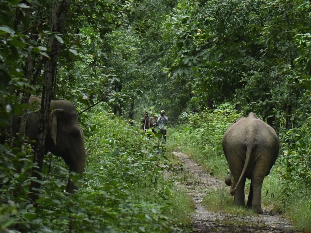 elephants1