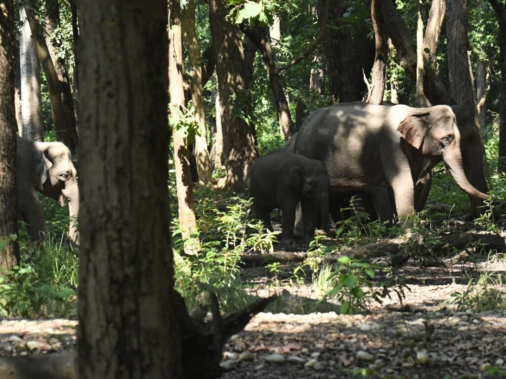 elephants2