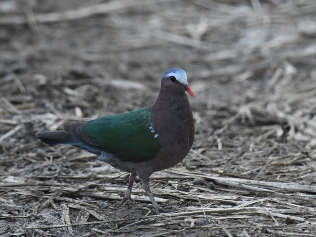 emeralddove