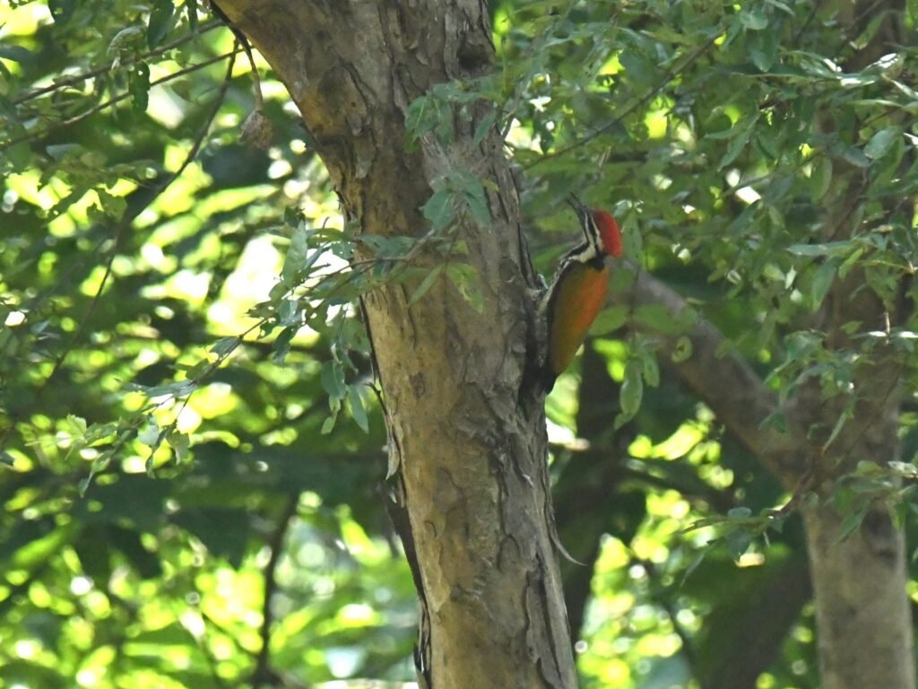 flameback
