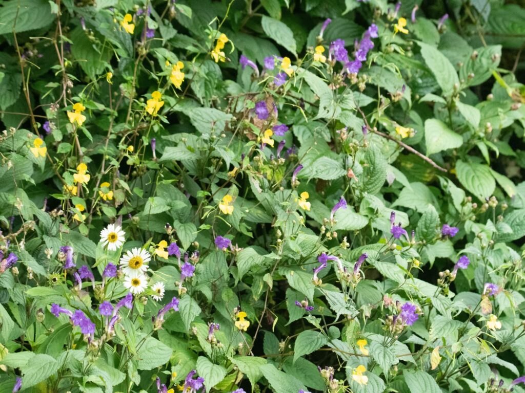 flowers