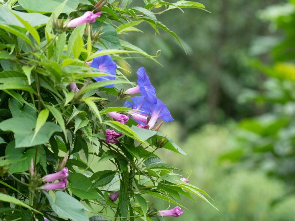 flowers2