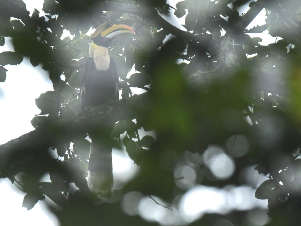 gianthornbill