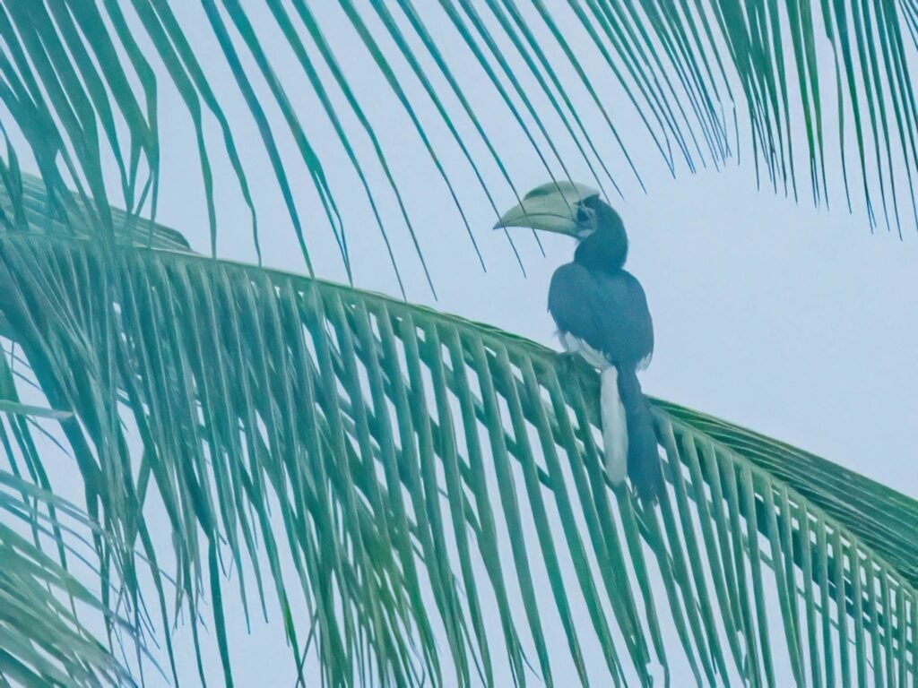 gianthornbill1