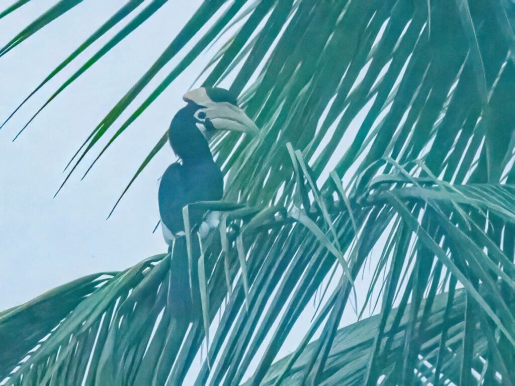 gianthornbill2