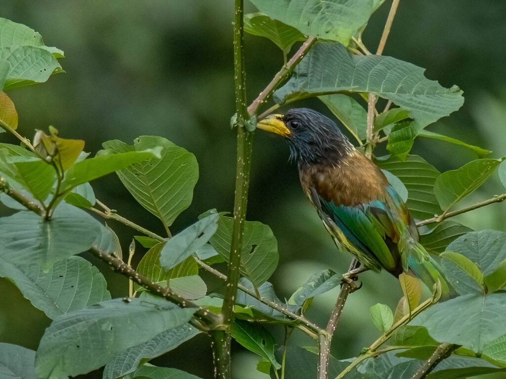greatbarbet