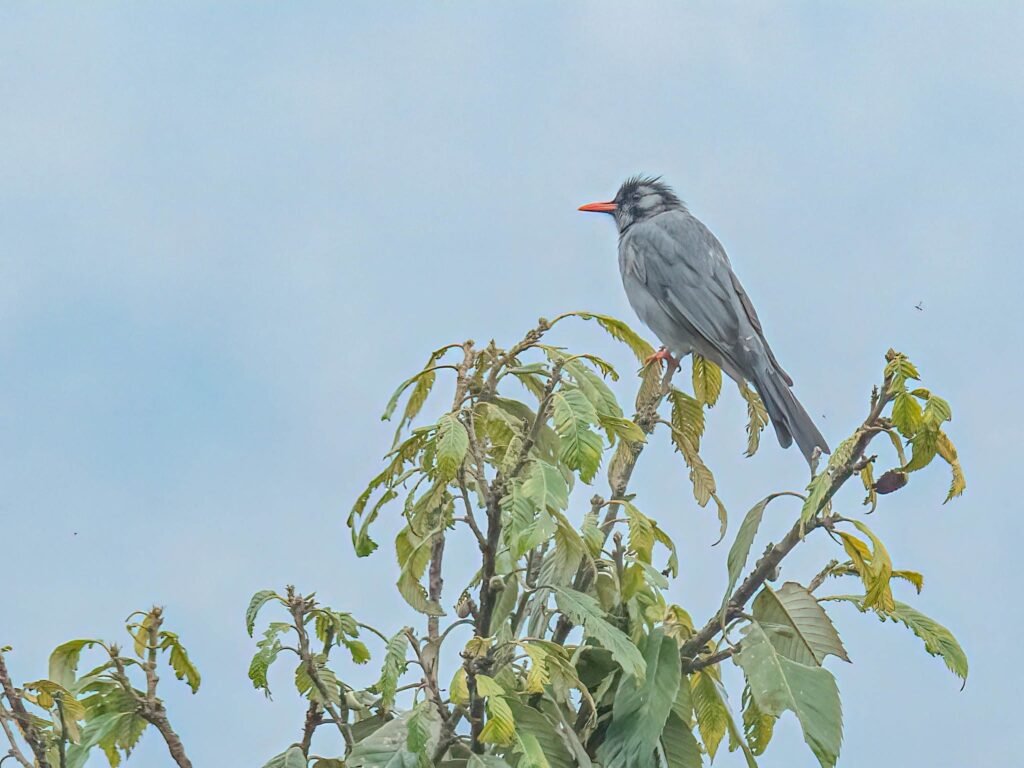greybird