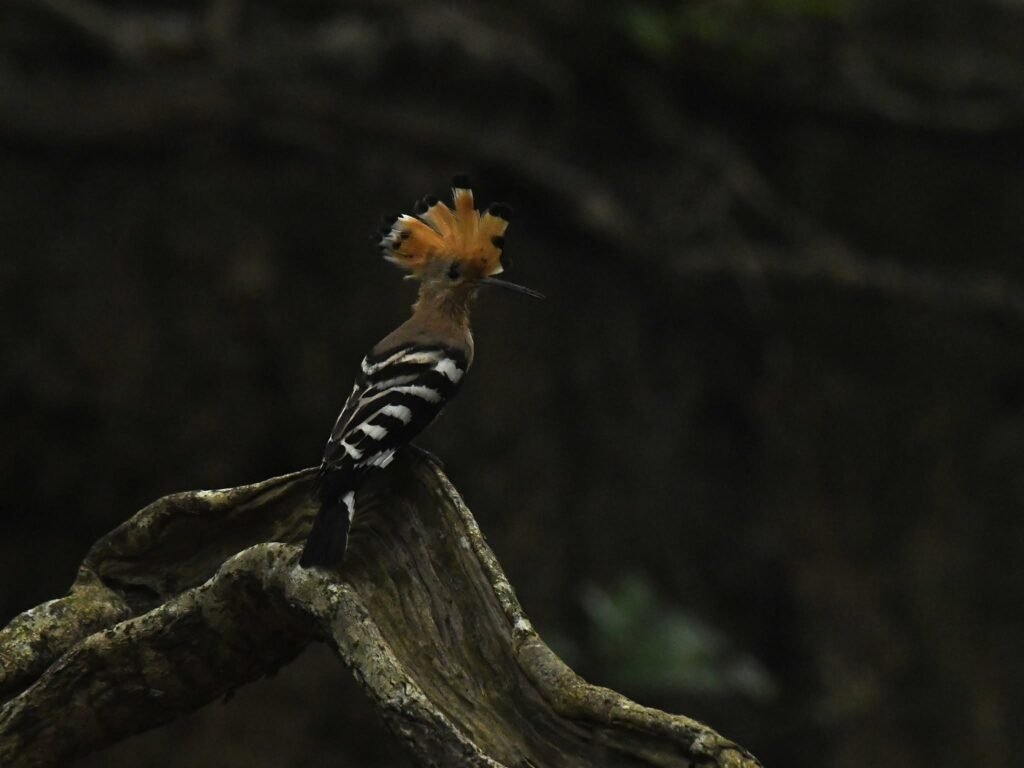 hoopoe1