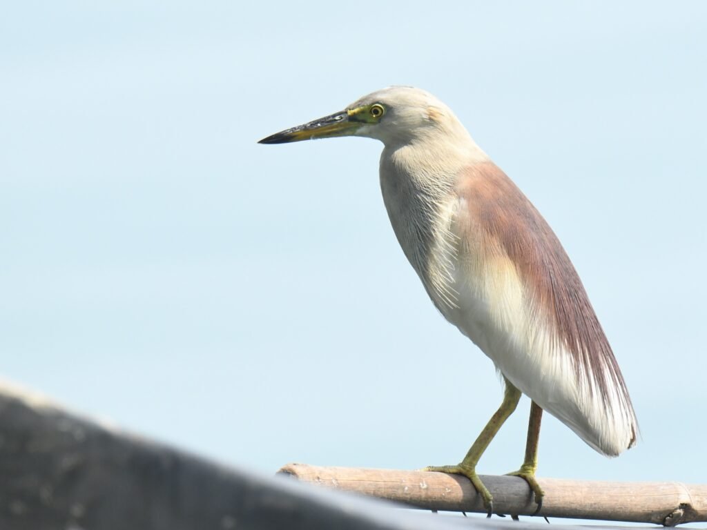 indianpondheron