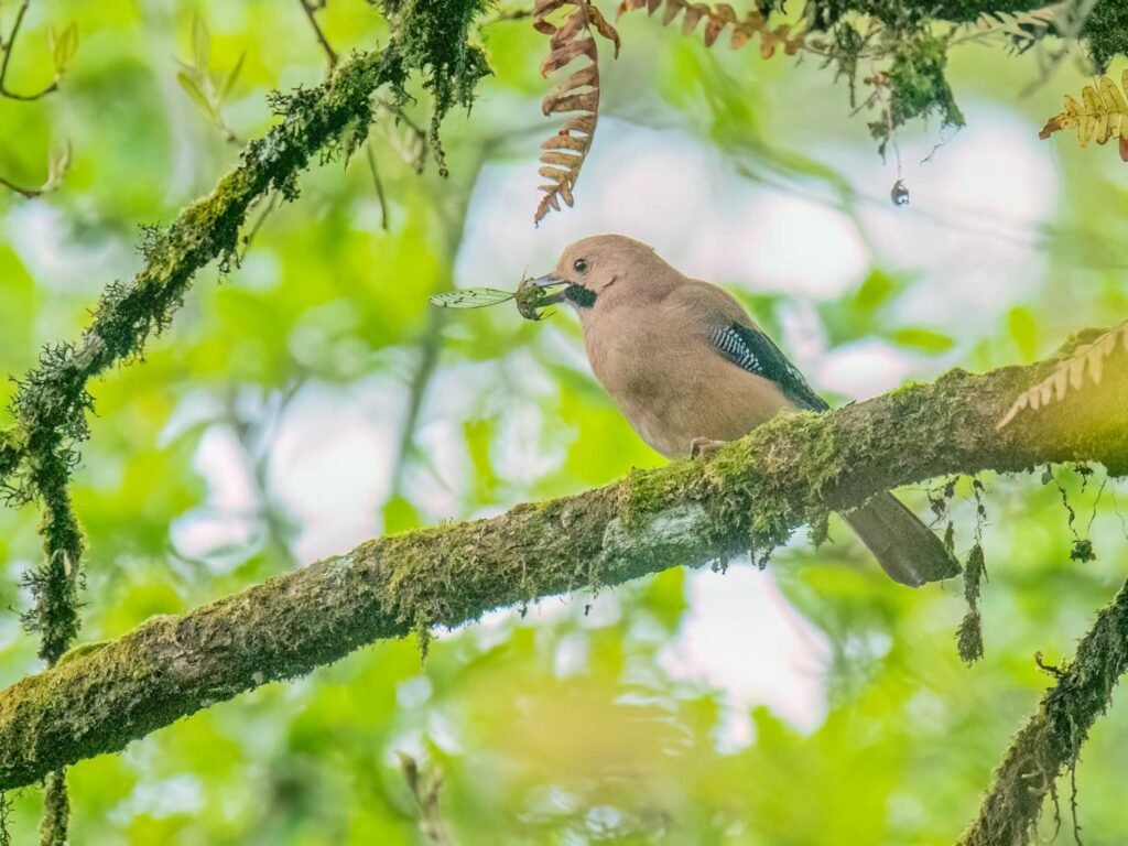jay