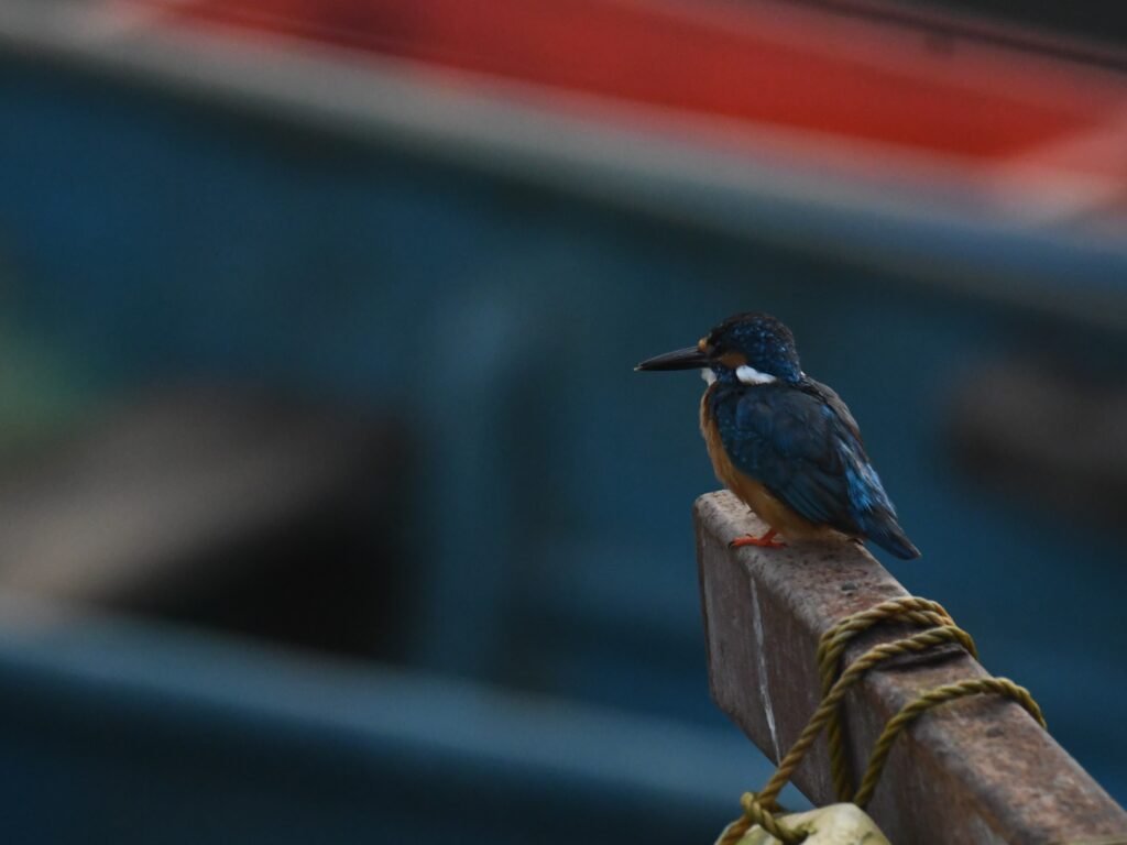 kingfisher2