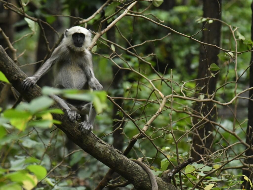 langur1