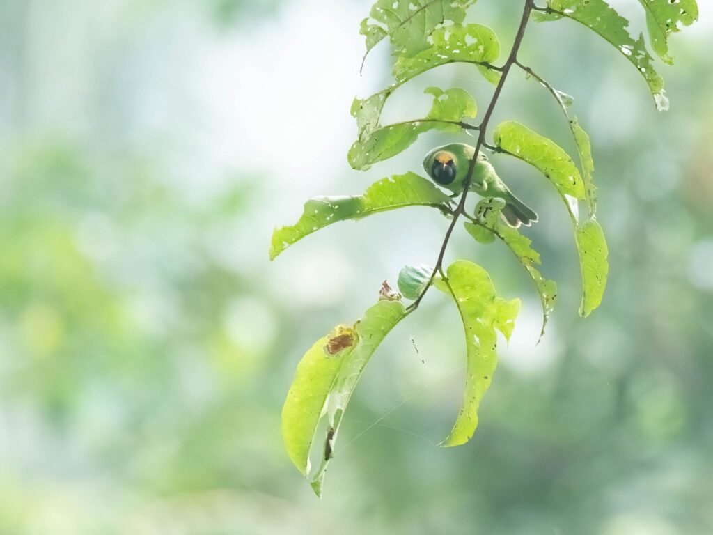 leafbird1