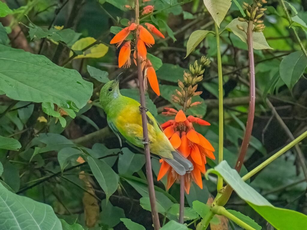 leafbird2